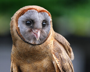 The ashy-faced owl is a species of bird in the barn-owl family Tytonidae. It is found on the Caribbean island of Hispaniola, on Dominica, and on several other islands of the Lesser Antilles..