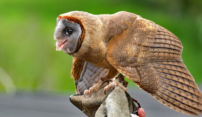 The ashy-faced owl is a species of bird in the barn-owl family Tytonidae. It is found on the Caribbean island of Hispaniola, on Dominica, and on several other islands of the Lesser Antilles..
