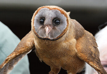 The ashy-faced owl is a species of bird in the barn-owl family Tytonidae. It is found on the Caribbean island of Hispaniola, on Dominica, and on several other islands of the Lesser Antilles..