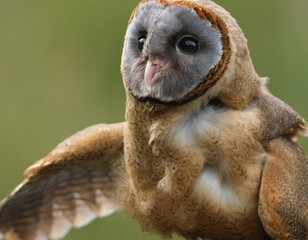 The ashy-faced owl is a species of bird in the barn-owl family Tytonidae. It is found on the Caribbean island of Hispaniola, on Dominica, and on several other islands of the Lesser Antilles..