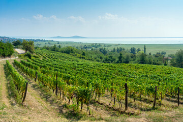 beautiful vineyard next to lake Balaton Hungary with stunning view