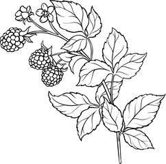 Blackberry Branch with Flowers and Berries  Outline Illustration