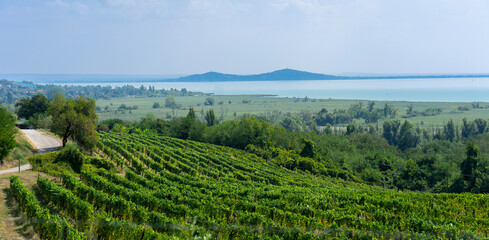 beautiful vineyard next to lake Balaton Hungary with stunning view