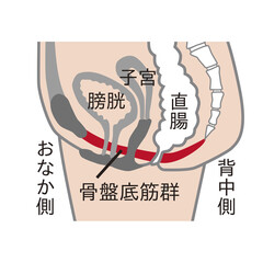 骨盤底筋群の図