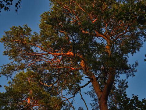 Hohe Kiefer im warmen Licht der tiefstehenden Abendsonne vor einem tiefblauen Himmel am Gorinsee im Barnim, Brandenburgische Seenplatte, Wandlitz, Landkreis Barnim, Brandenburg, Deutschland