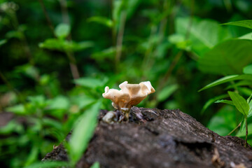 Lentinus is a wood rot fungus
