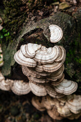 The Trametes versicolor fungus grows on wood