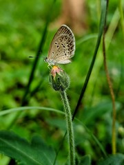 photography of beautiful brown butterfly beetles foraging around green leaves and yellow flowers
