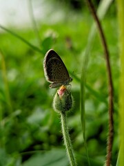 photography of beautiful brown butterfly beetles foraging around green leaves and yellow flowers