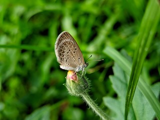 photography of beautiful brown butterfly beetles foraging around green leaves and yellow flowers