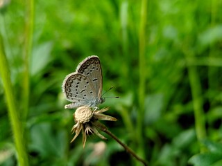 photography of beautiful brown butterfly beetles foraging around green leaves and yellow flowers