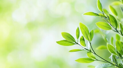 Fototapeta premium Fresh Green Leaves On Blurred Background