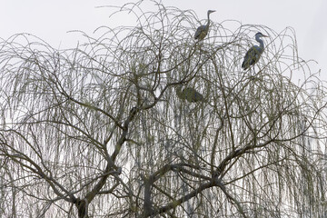 White Storks (Ciconia ciconia) sitting in a tree on an overcast day.