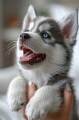 Fototapeta premium Adorable Husky Puppy with Big Blue Eyes