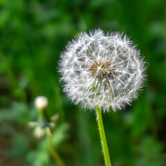 Fototapeta premium A blooming dandelion on a thin stem. Blurred green background