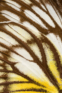 Intricate pattern of a Yellow-edged Giant Owl butterfly win, Sulawesi gull butterfly