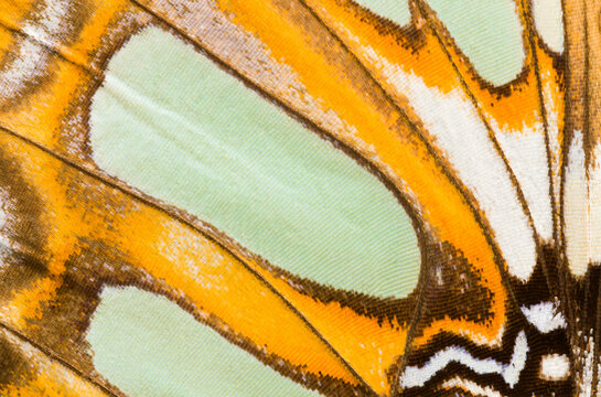 Detail of The Malachite butterfly wing