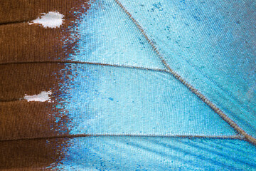Close-up detail of a vibrant Sky Blue Morpho butterfly wing