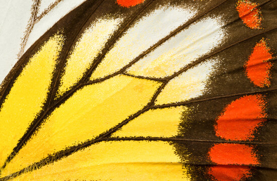 Delias hypareta Butterfly Wing, close up