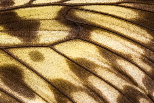 Close-up of a Rice Paper butterfly Wing Patterns