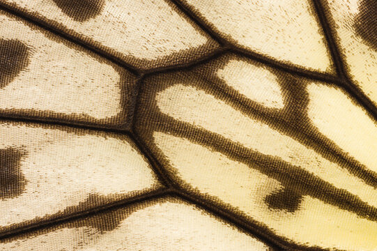 Detailed Rice Paper butterfly wing pattern