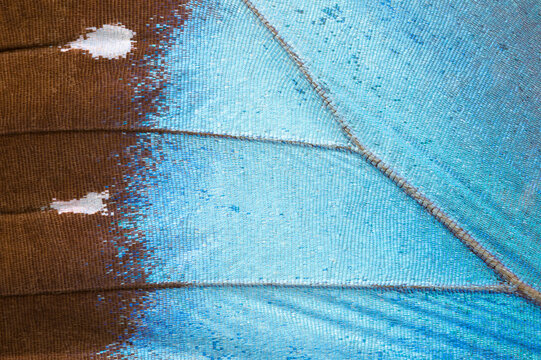 Close-up detail of a vibrant Sky Blue Morpho butterfly wing