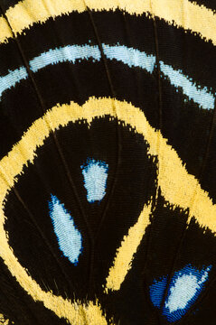 Close-up of Callicore excelsior butterfly Wing