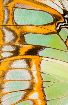 Vibrant close-up of a Malachite butterfly wing