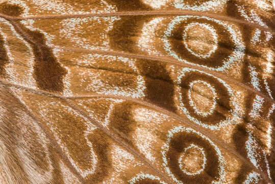 Close-up view of intricate patterns on Guatemalen cracker butterfly wing