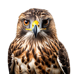 Fototapeta premium Close up of a buzzard bird isolated on transparent and white background