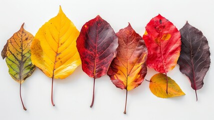 Bunch of different colored leaves on a white background
