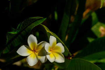 Plumeria flower. yellow and white frangipani tropical flora, plumeria blossom blooming on tree.