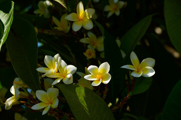 Yellow and white frangipani plumeria flowers on a plant in a tropical garden