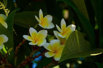Closeup of Plumeria in bloom on tropical tree. Exotic floral garden, sunny white blooming flowers