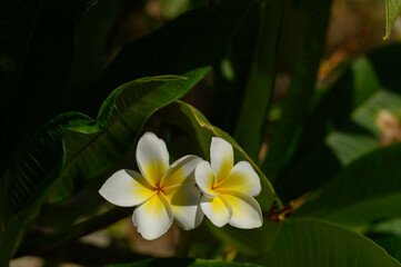 White tropical flower Frangipani over beautiful green blurred lush foliage, sunny exotic garden
