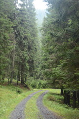 Fototapeta premium Landscape nature mountain scenery, green touristic view, hiking journey outdoor panorama. Summer trip to blossom valley reserve