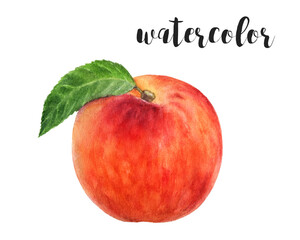 This is a Beautiful and Vibrant Watercolor Illustration showcasing a Peach