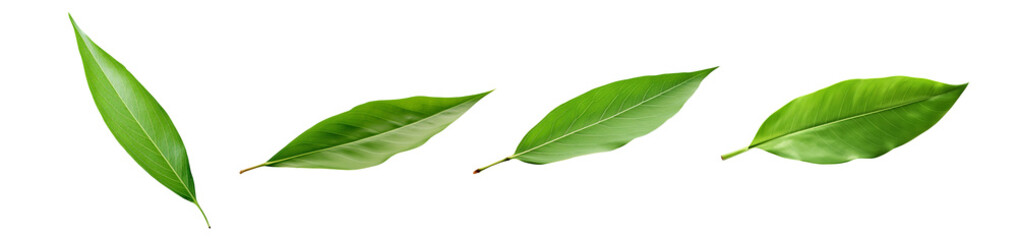 Obraz premium Set of four fresh green leaves isolated on a transparent background. Perfect for natural, botanical, and eco-friendly designs.