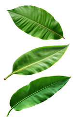 Obraz premium Set of three green leaves and vibrant colors, ideal for nature-themed designs and backgrounds.