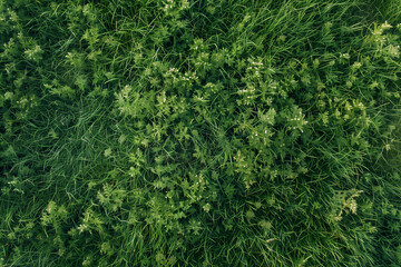 Aerial View of Empty Green Grass Field Background