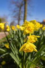 Obraz premium Winter time with its beautiful yellow daffodils.