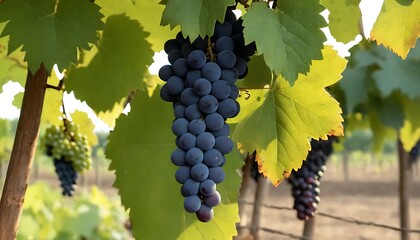 Fresh ripe purple red Grapes