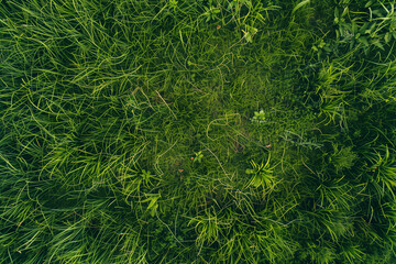 Fototapeta premium Aerial View of Empty Green Grass Field Background