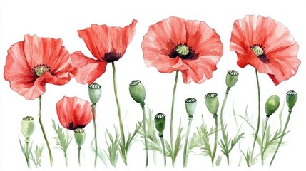 Obraz premium Vibrant Watercolor Depiction of Red Poppies in Bloom