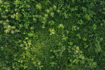 Fototapeta premium Aerial View of Empty Green Grass Field Background