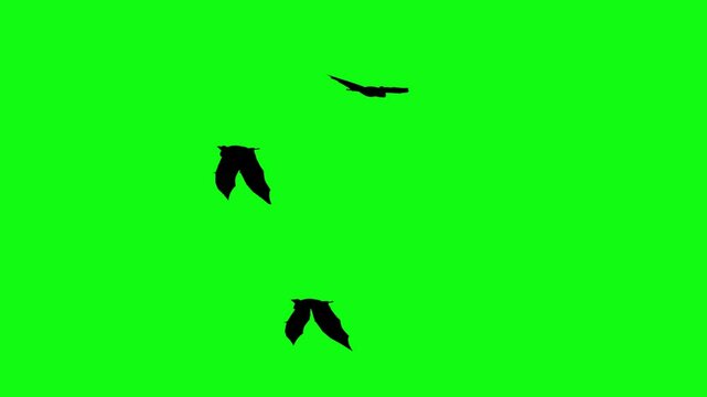 Flitter-mouse Silhouette fly on green screen animation, Halloween element