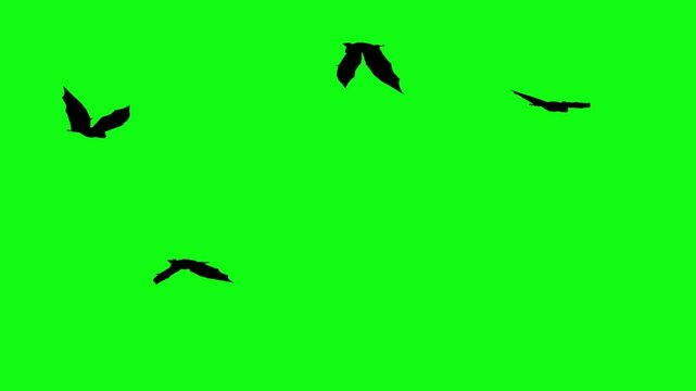 Flitter-mouse Silhouette fly on green screen animation, Halloween element