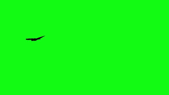 Flitter-mouse Silhouette fly on green screen animation, Halloween element