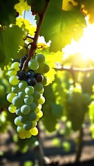 Fototapeta premium Fresh ripe purple red Grapes