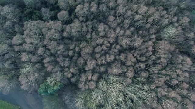 Heathland silver birch trees in UK winter, symbolising resilience, growth, and natural transition